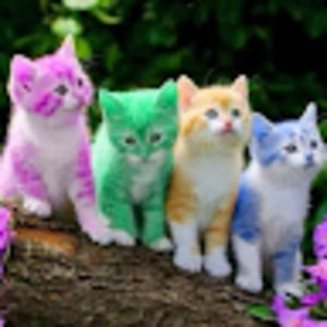 Meet your Posher, Cylestia